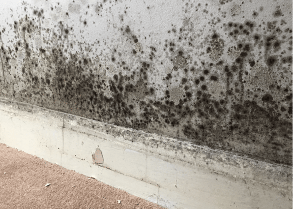 Dangerous mould growing on the wall of a social housing property, that could be prevented by using aico environmental sensors.